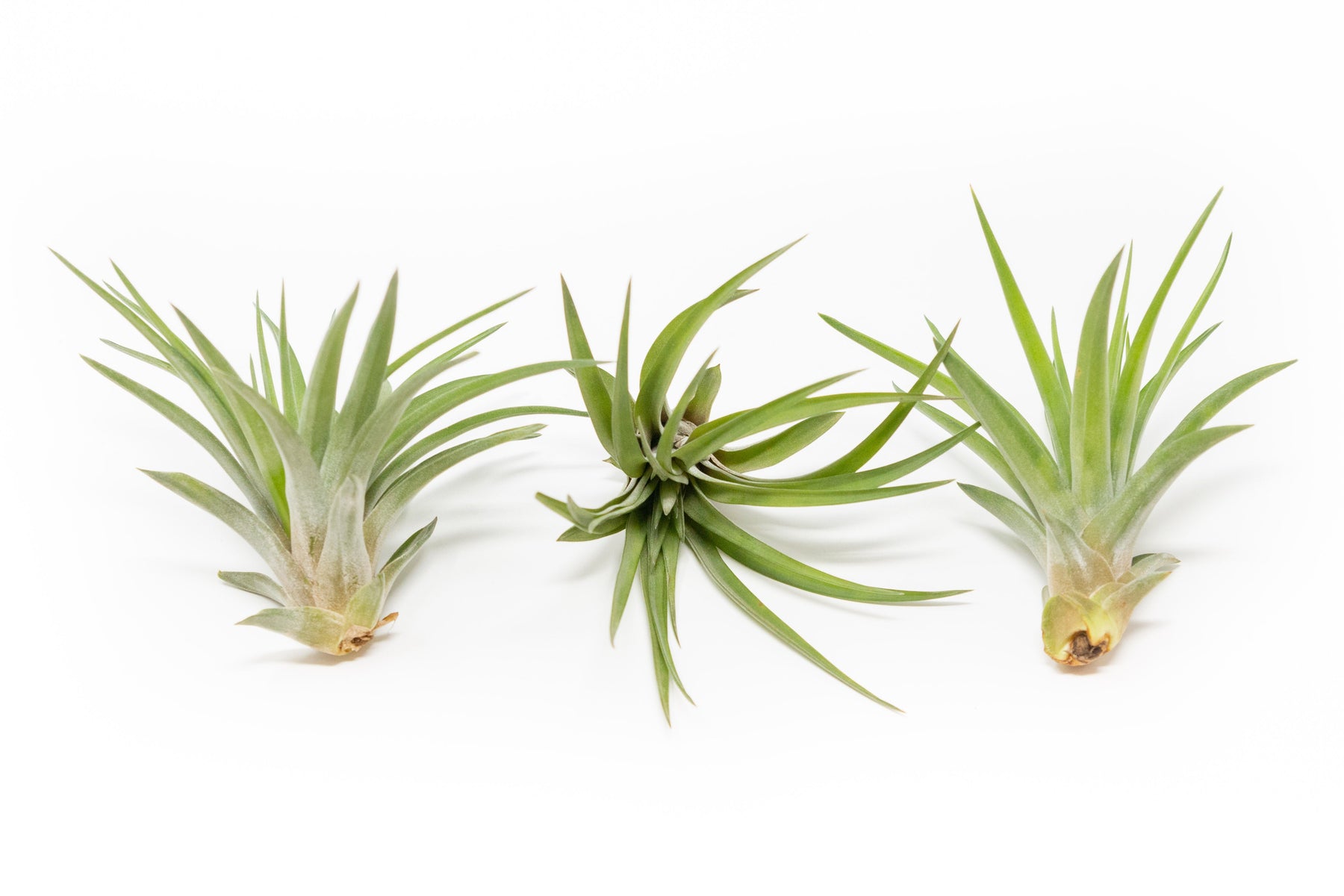 velutina air plant Large Tillandsia Velutina Air Plants – Birdsall & Co