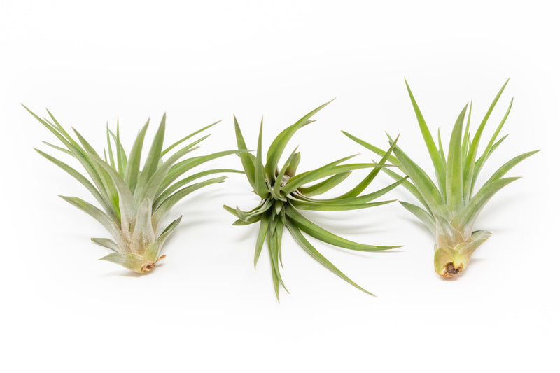 air plant velutina Large Tillandsia Velutina Air Plants – Birdsall & Co