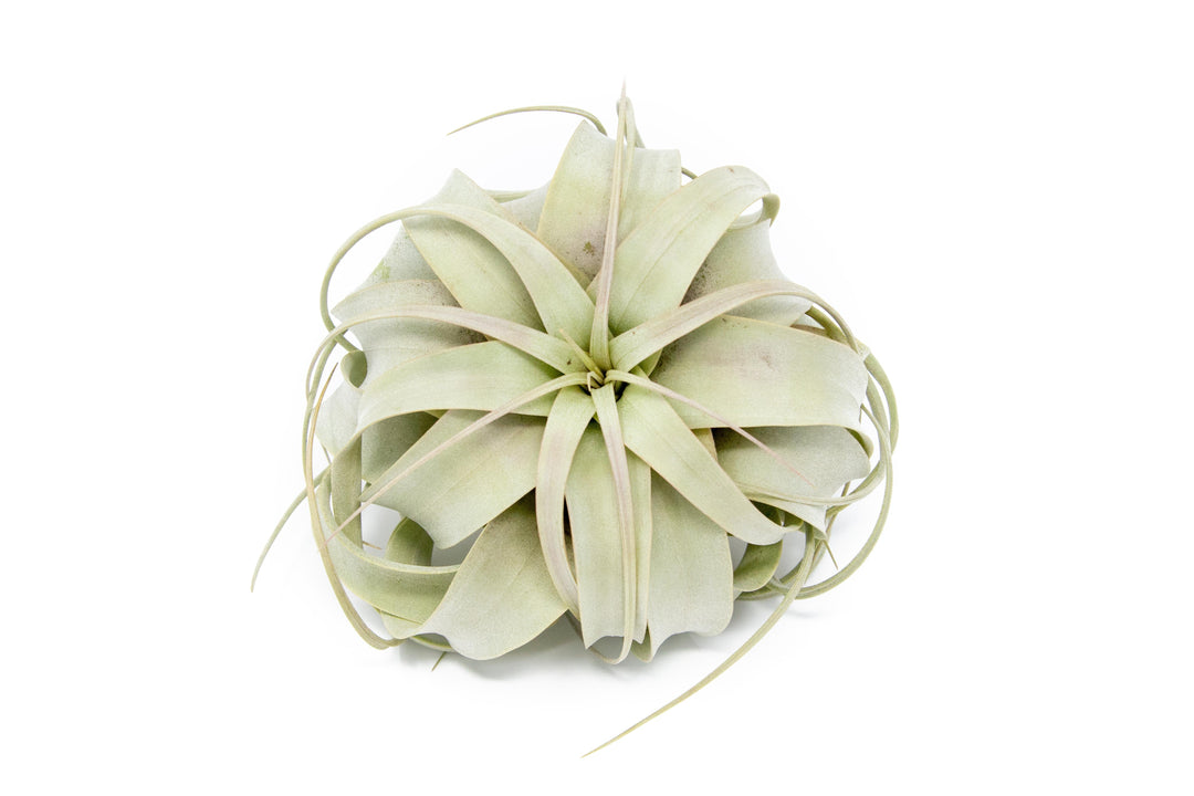 Large Tillandsia Air Plant Variety Pack