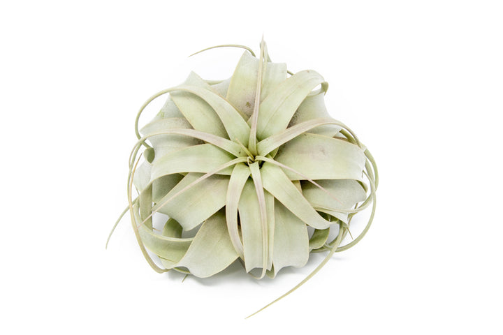 big air plants Large Tillandsia Air Plant Variety Pack