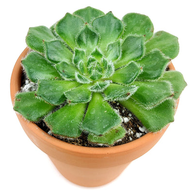 Echeveria Setosa Var. Ciliata