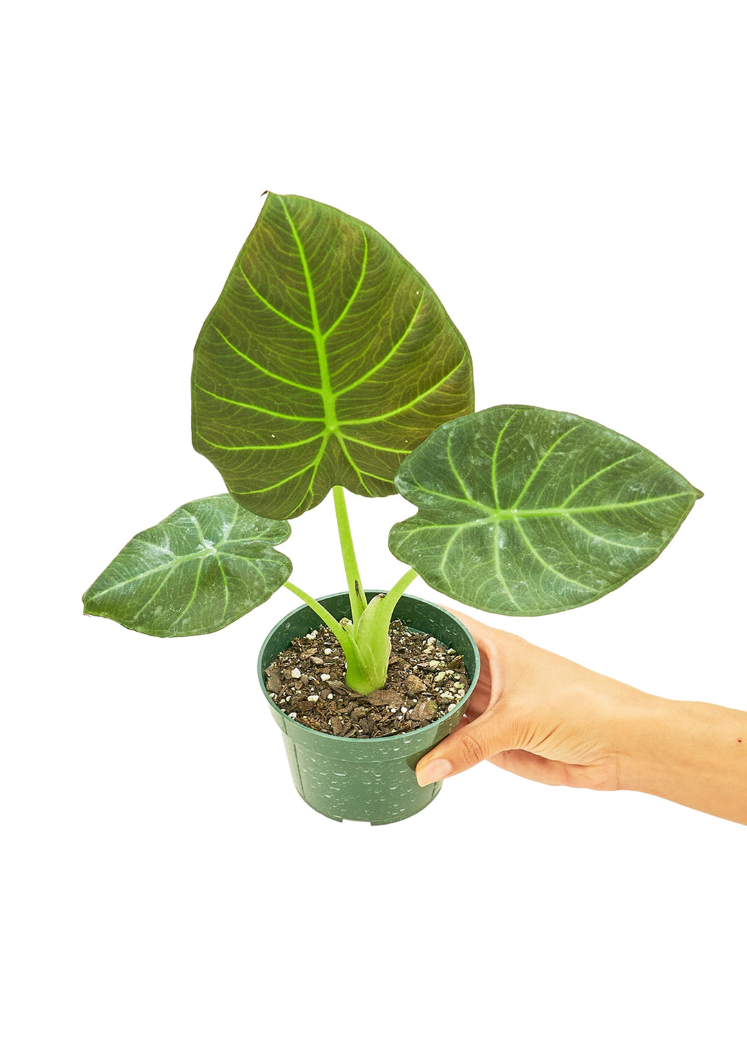 Alocasia 'Regal Shields,' Small – Birdsall & Co.