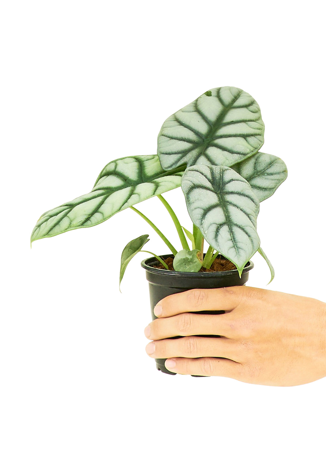 P*.様 【珍希少】Alocasia'silver dragon'varigat Alocasia 'Silver Dragon' aurea variegated *Grower's Choice