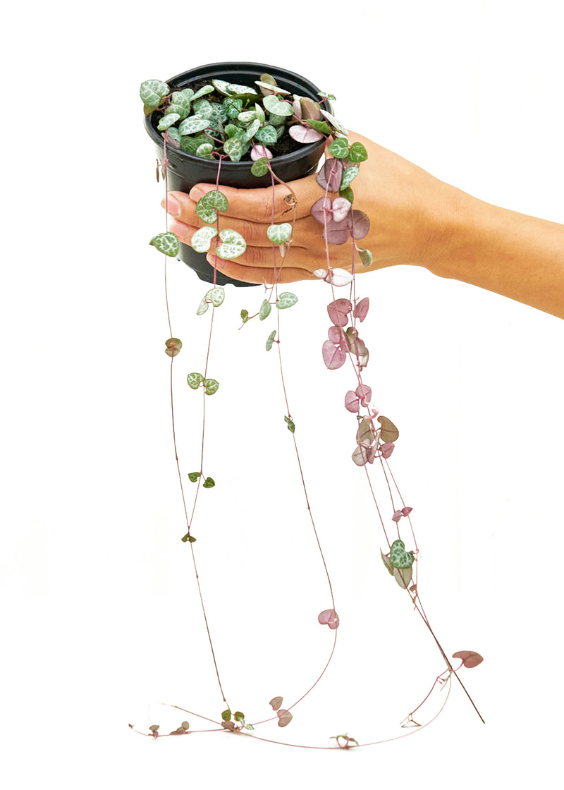 String of Hearts, Small