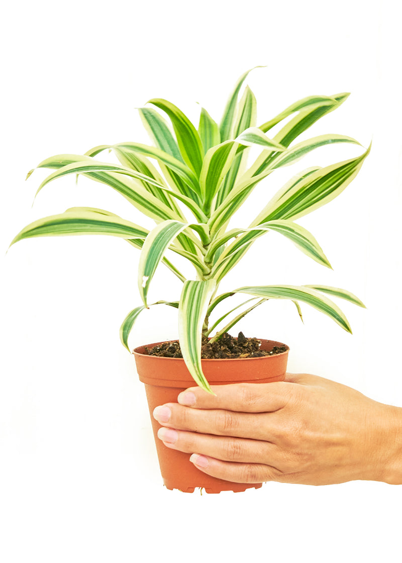 Dracaena &