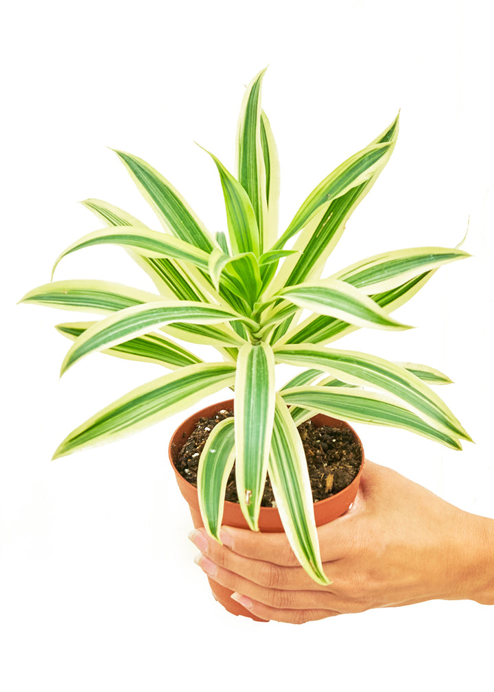 4DRACAENA_SONGINDIA-3_720x.jpg