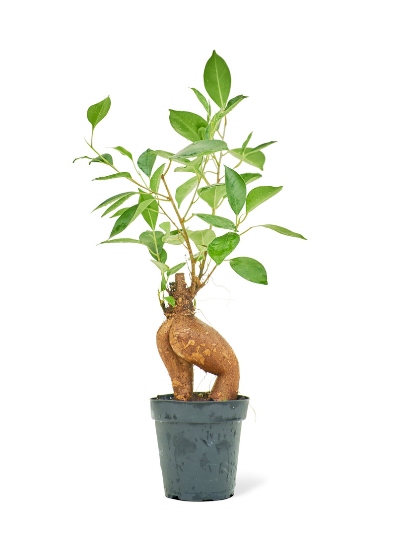 Ficus &