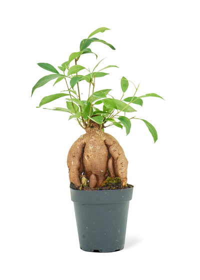 Ficus 'Ginseng,' Small