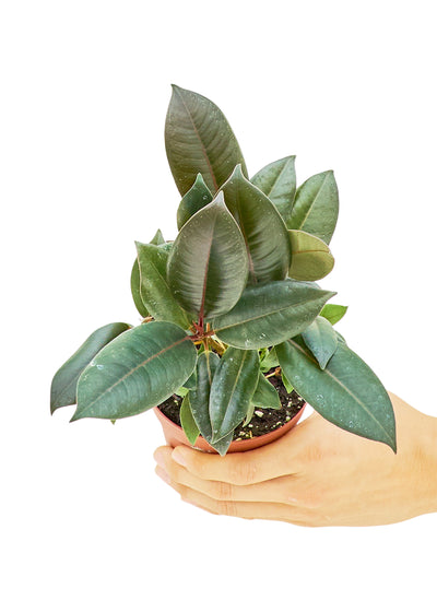 Rubber Tree 'Burgundy,' Small