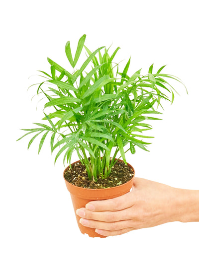 Parlor Palm, Small