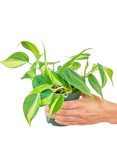 Philodendron 'Brazil,' Small