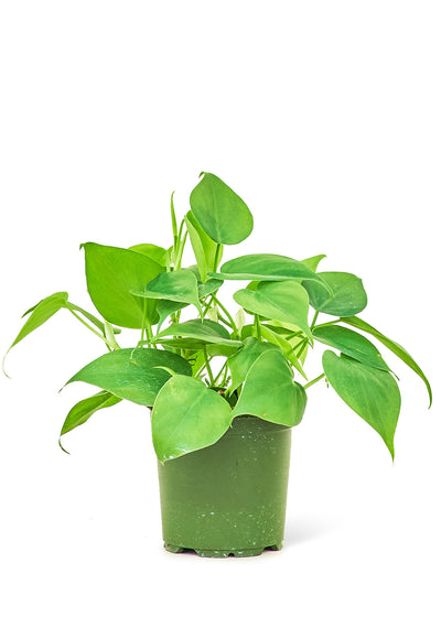 Sweetheart Philodendron, Small