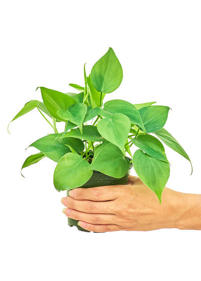 Sweetheart Philodendron, Small