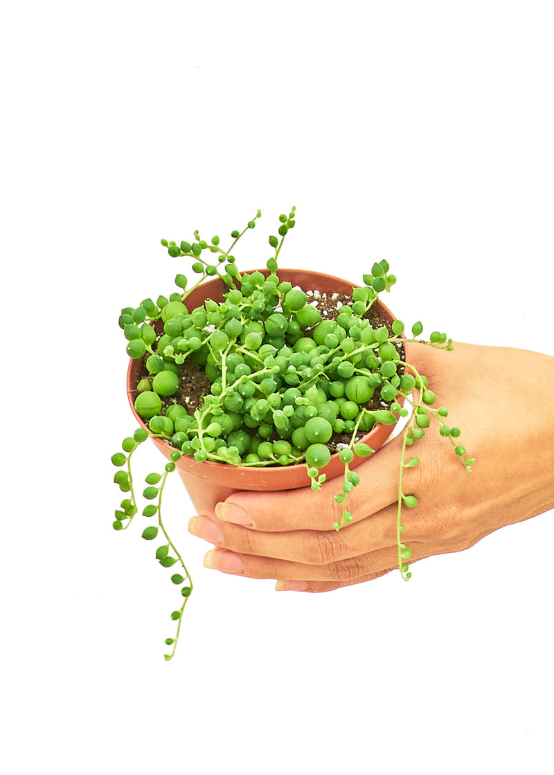 String of Pearls, Small