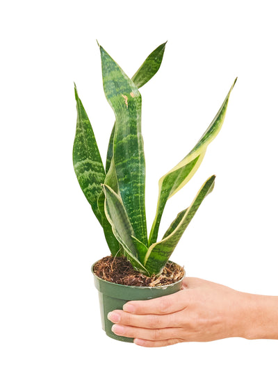 Snake Plant 'Laurentii,' Small