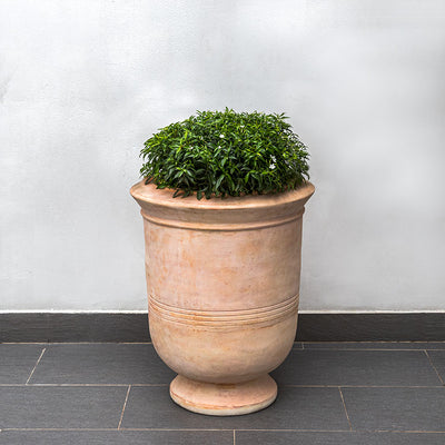Terra cotta urn planted with a shrub