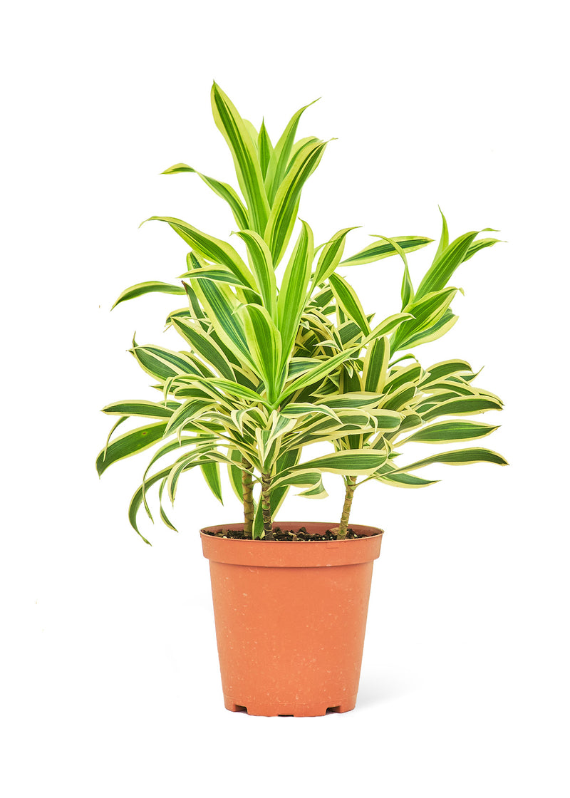 Dracaena &