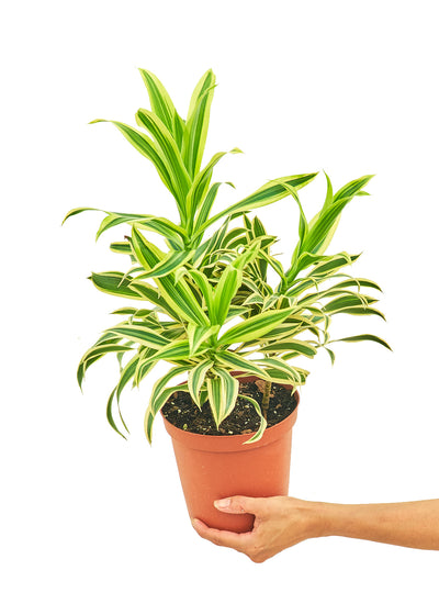 Dracaena 'Song of India,' Medium