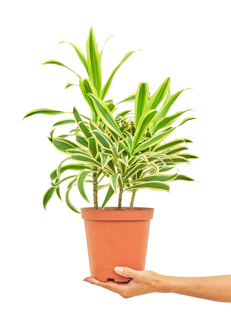 Dracaena &