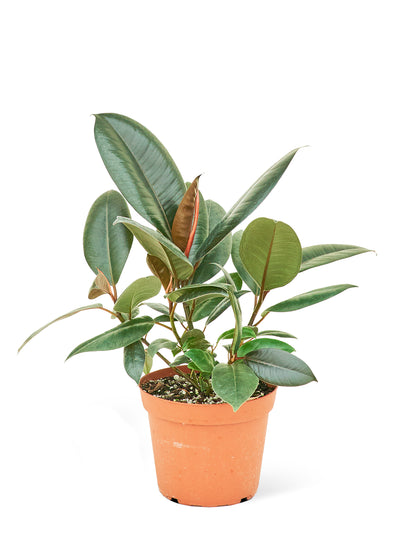 Rubber Tree 'Burgundy,' Medium