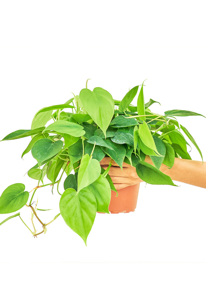 Sweetheart Philodendron, Medium