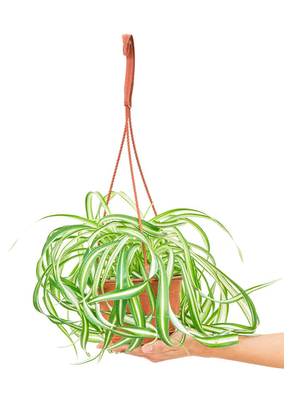 Spider Plant 'Bonnie,' Medium