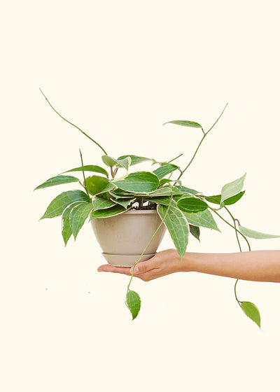 Hoya 'Macrophylla,' Hanging