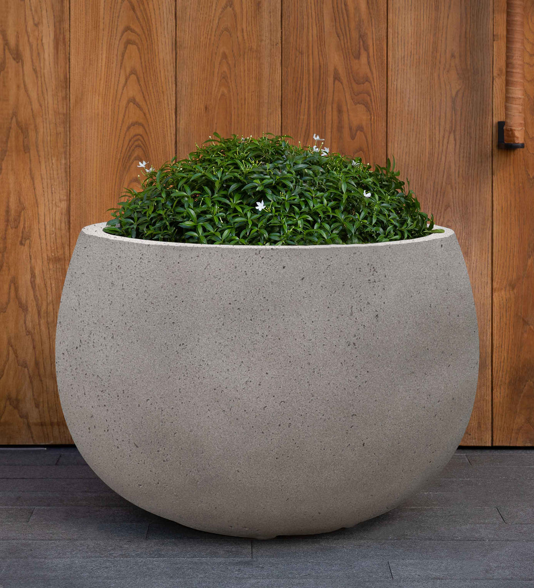 Norfolk Planter by Campania International – Birdsall & Co.