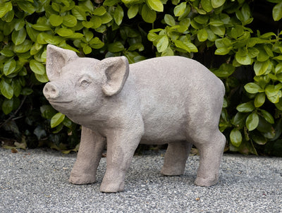 Happy gray piglet standing on gravel