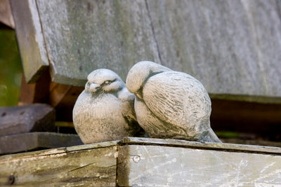 Two light gray birds sitting on a ledge with one hiding its head in feathers
