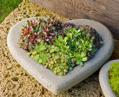 Heart shaped container planted with succulents