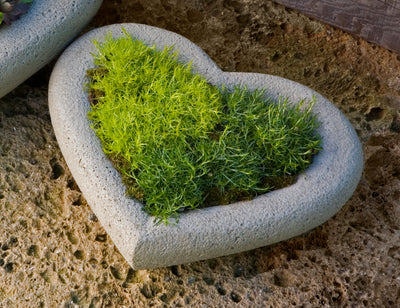 Small heart shaped container planted with moss