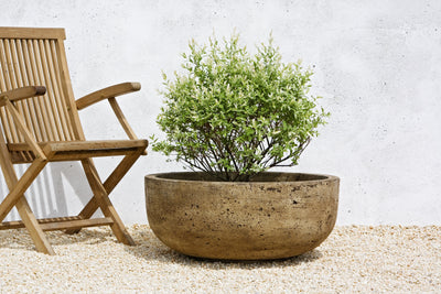 Large round bowl planted with a shrub and shown next to a teak armchair
