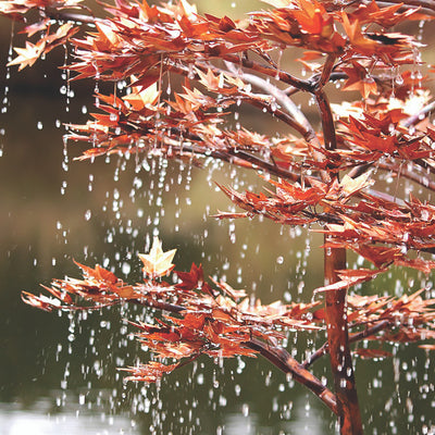 Japanese Maple Copper Fountain