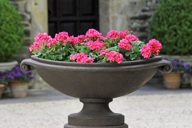 Large urn planted with pink geraniums shown in front of house front entrance