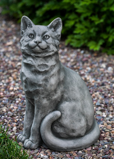 Gray cat sitting up on gravel