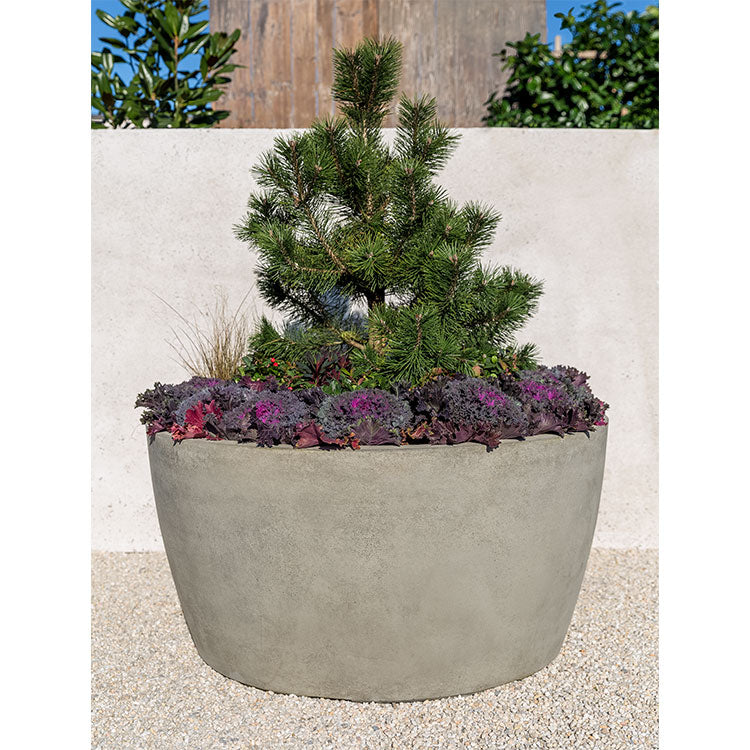 Large contemporary container planted with an evergreen and  cabbages shown in front of a white wall