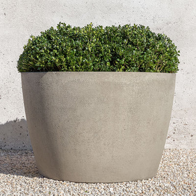 Light grey container planted with boxwood