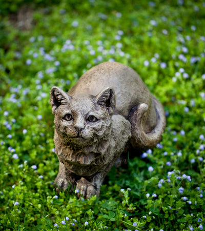 Brown cat crouching in ground covers
