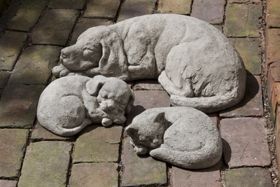 Gray dog laying down on pavers