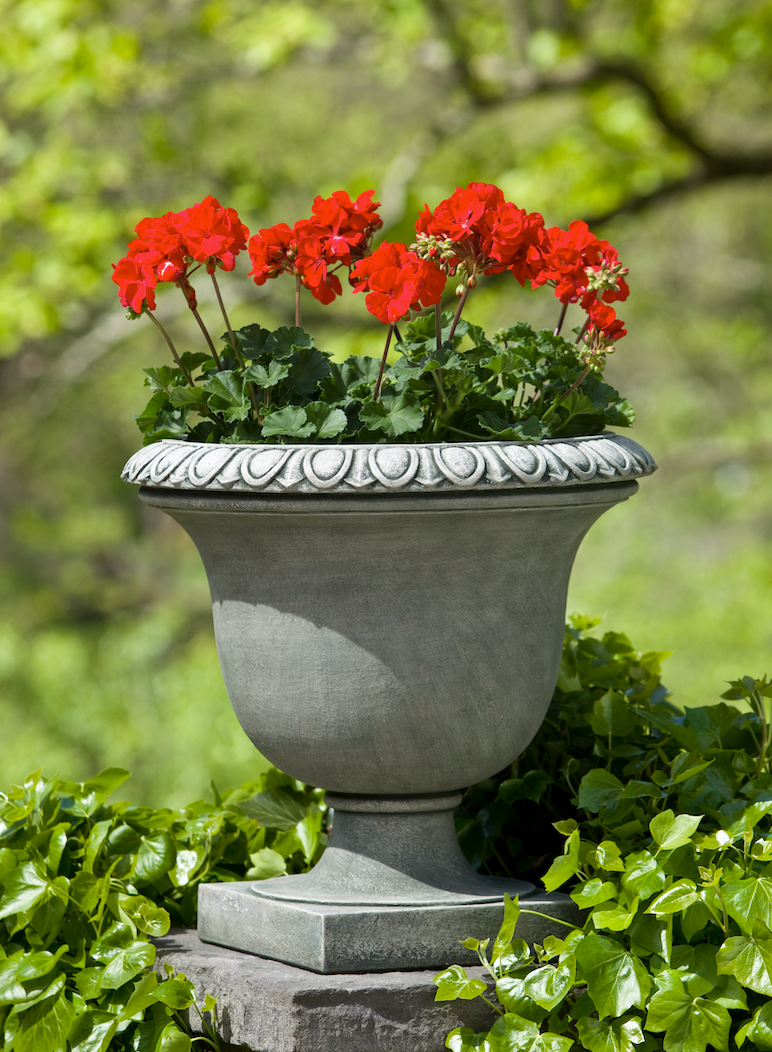 Classic urn planted with red geraniums