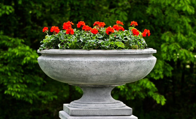 Large urn planter with red geraniums in front of trees