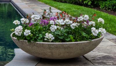 Large low bowl planted with white geraniums and shown next to a pool