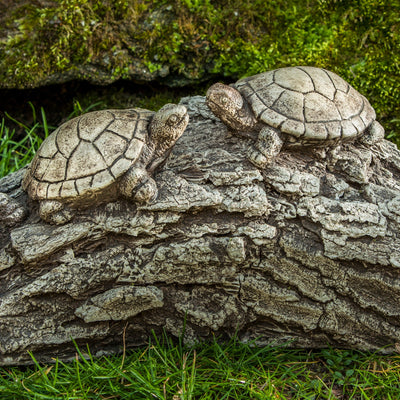 Close up of two turtles facing each other on a tree stump