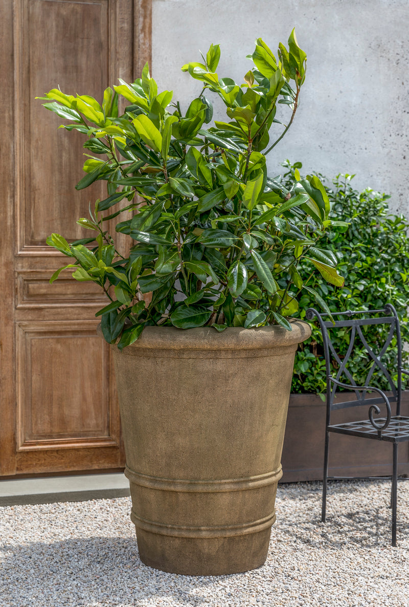 Large container planted with a shrub and shown in front of a wooden door