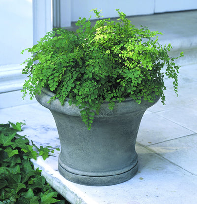 Grey container planted with maiden hair ferns on a light floor