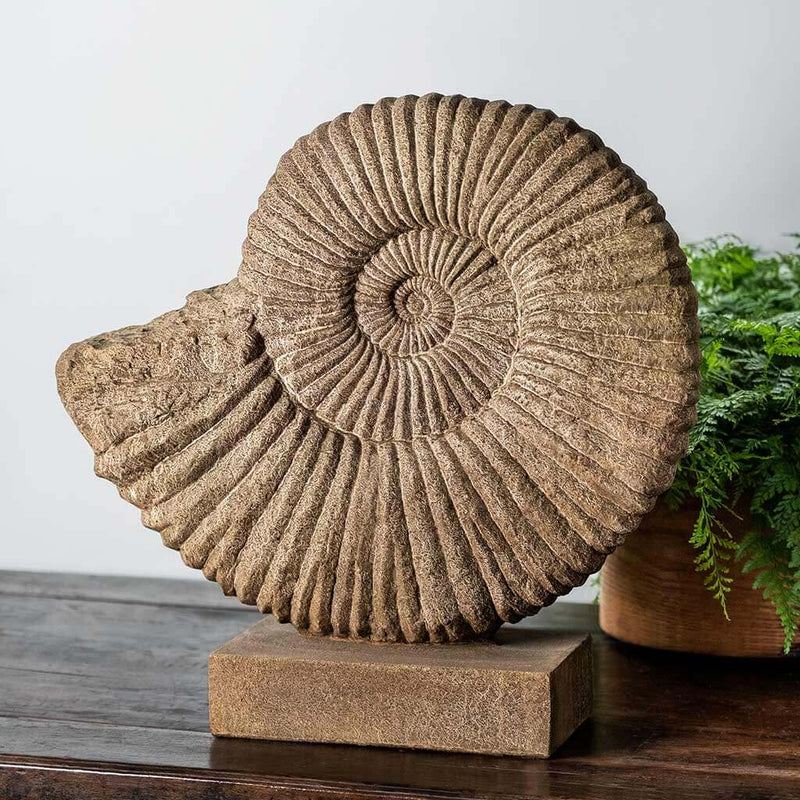 Ammonite by Campania International